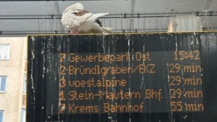 Tauben und ihre Hinterlassenschaften sorgen rund um den Kremser Bahnhof für Ärger. Ein ...