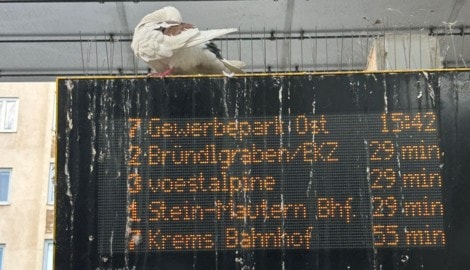 Tauben und ihre Hinterlassenschaften sorgen rund um den Kremser Bahnhof für Ärger. Ein ...