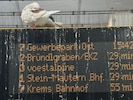 Tauben und ihre Hinterlassenschaften sorgen rund um den Kremser Bahnhof für Ärger. Ein ...