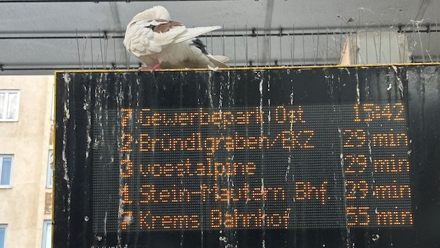 Tauben und ihre Hinterlassenschaften sorgen rund um den Kremser Bahnhof für Ärger. Ein ...