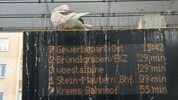 Vor allem am und rund um den Kremser Bahnhof hinterlassen die vielen Tauben ihre unübersehbaren ...