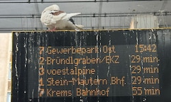 Vor allem am und rund um den Kremser Bahnhof hinterlassen die vielen Tauben ihre unübersehbaren ...