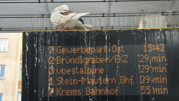 Vor allem am und rund um den Kremser Bahnhof hinterlassen die vielen Tauben ihre unübersehbaren ...