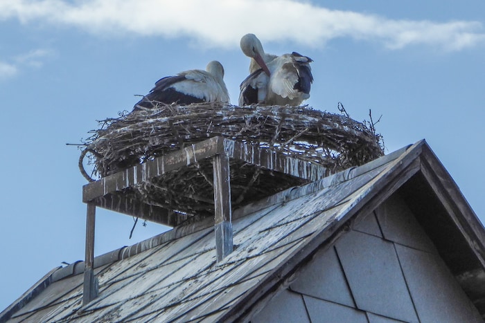 Noch Hoffnung im Nachbarort Peisching? Hier wurde kürzlich mit einer Drohne ein Ei im Nest ...
