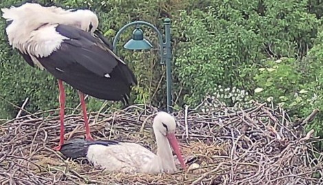 Trauriger Anblick: Die beiden Störche in ihrem Nest, in dem vor einer Woche noch vier kleine ...