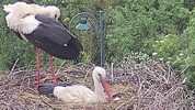 Trauriger Anblick: Die beiden Störche in ihrem Nest, in dem vor einer Woche noch vier kleine ...