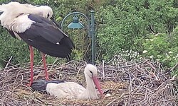 Trauriger Anblick: Die beiden Störche in ihrem Nest, in dem vor einer Woche noch vier kleine ...