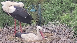 Trauriger Anblick: Die beiden Störche in ihrem Nest, in dem vor einer Woche noch vier kleine ...
