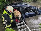 Ein Hund wurde aus einem Auto im Strembach gerettet.
