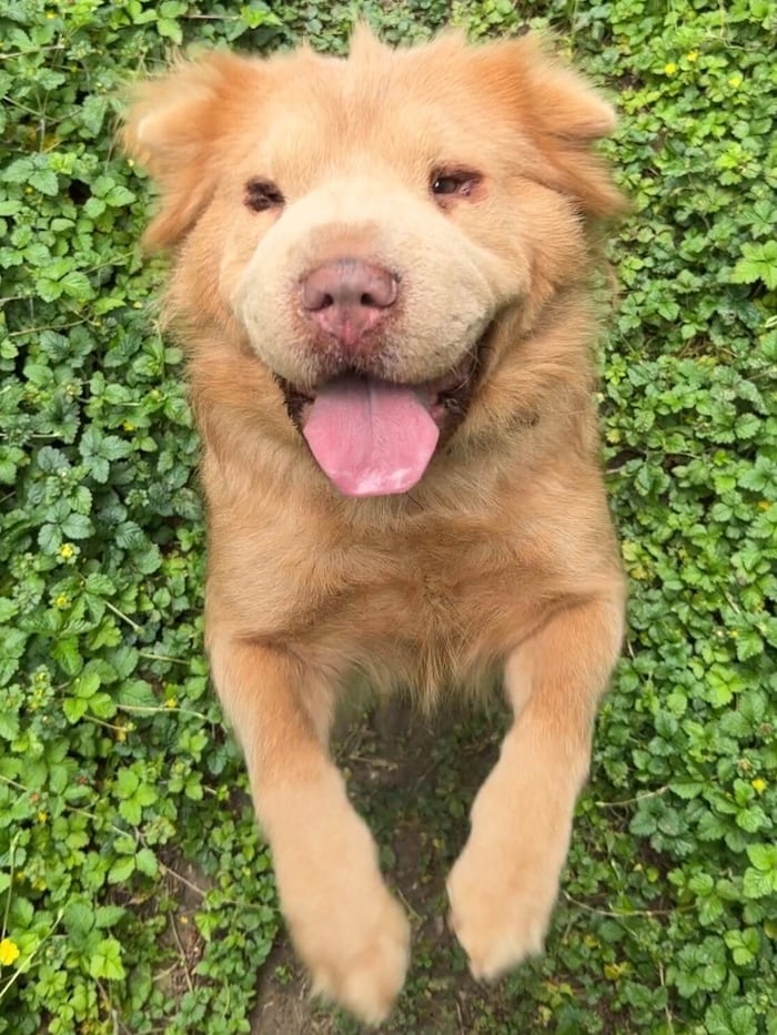 Ein zauberhaftes Pupperl ist Bonny Bear.