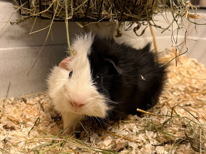 Wo gibt es ein Zuhause mit anderen Meerschweinchen für diesen süßen Schatz?