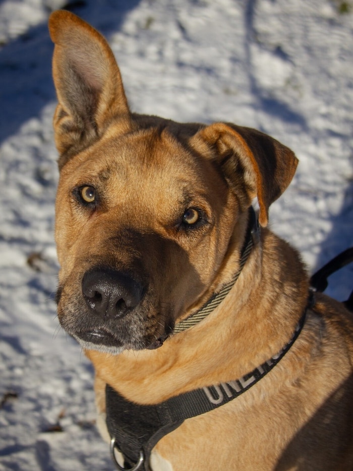 Balou hofft auf einen Lebensplatz.