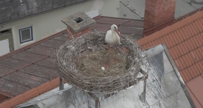 Noch Hoffnung im Nachbarort Peisching? Hier wurde kürzlich mit einer Drohne ein Ei im Nest ...