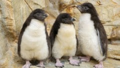 Im Wiener Tiergarten Schönbrunn sorgen die jungen Felsenpinguine für Begeisterung.