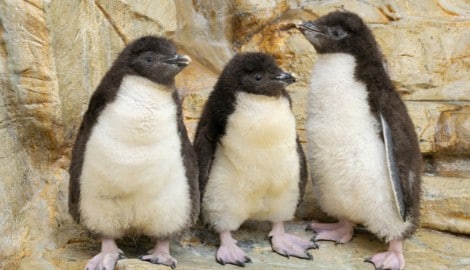 Im Wiener Tiergarten Schönbrunn sorgen die jungen Felsenpinguine für Begeisterung.