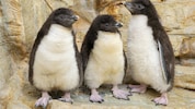 Im Wiener Tiergarten Schönbrunn sorgen die jungen Felsenpinguine für Begeisterung.