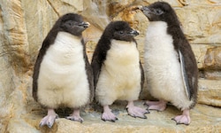 Im Wiener Tiergarten Schönbrunn sorgen die jungen Felsenpinguine für Begeisterung.