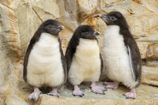 Im Wiener Tiergarten Schönbrunn sorgen die jungen Felsenpinguine für Begeisterung.