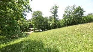 Um jene Wiese nahe der Höhenstraße ereigneten sich die perversen Vorfälle.