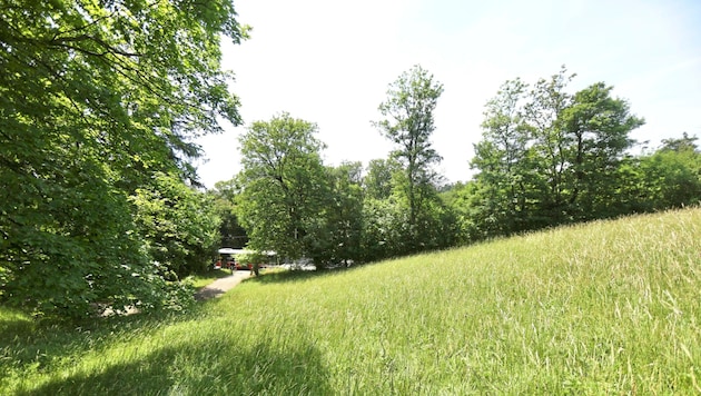 Um jene Wiese nahe der Höhenstraße ereigneten sich die perversen Vorfälle.