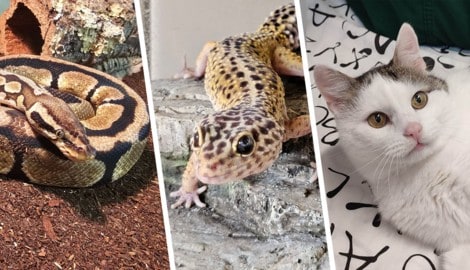 Ob Schlange, Gecko oder Katze, sie alle suchen einen schönen Platz zum Leben.