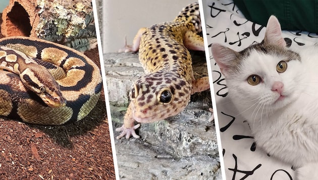 Ob Schlange, Gecko oder Katze, sie alle suchen einen schönen Platz zum Leben.