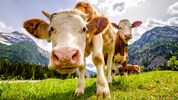 So schauen zufriedene Kühe aus – in Kärnten dagegen sind Tiere laut Staatsanwaltschaft ...