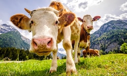 Stechen Gelsen zu, dann können Kühe am Virus erkranken. 