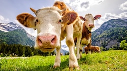 Stechen Gelsen zu, dann können Kühe am Virus erkranken. 