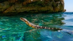 Eine Hufeisennatter, die vor der Küste Ibizas im offenen Wasser schwimmt – so breitet sich die ...