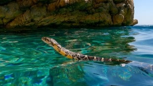 Eine Hufeisennatter, die vor der Küste Ibizas im offenen Wasser schwimmt – so breitet sich die ...