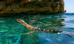 Eine Hufeisennatter, die vor der Küste Ibizas im offenen Wasser schwimmt – so breitet sich die ...