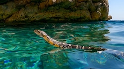 Eine Hufeisennatter, die vor der Küste Ibizas im offenen Wasser schwimmt – so breitet sich die ...