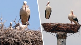 Dem jungen Familienglück im selbstgebauten Horst wurde durch die Unwetter am Wochenende ein ...