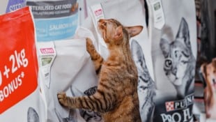 Die Gesellschaft stecke mehr Geld in Katzen als Babys.
