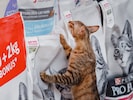 Die Gesellschaft stecke mehr Geld in Katzen als Babys.