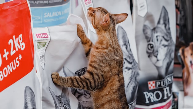 Die Gesellschaft stecke mehr Geld in Katzen als Babys.