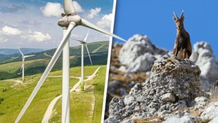 Natur- und Tierschutz spießen sich mit so manchem Windpark-Projekt.