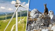 Natur- und Tierschutz spießen sich mit so manchem Windpark-Projekt.