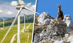 Natur- und Tierschutz spießen sich mit so manchem Windpark-Projekt.