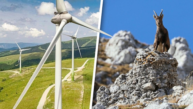 Natur- und Tierschutz spießen sich mit so manchem Windpark-Projekt.