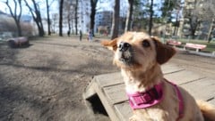 Symbolhund
