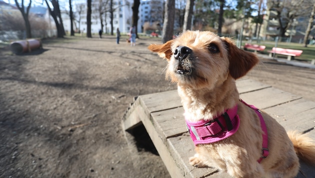 Symbolhund