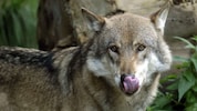 Ein Wolf