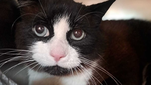 Der Kater namens „Schatzi“ ist wieder bei seiner Besitzerin.