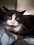 Der Kater namens „Schatzi“ ist wieder bei seiner Besitzerin.