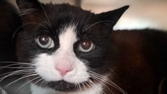 Der Kater namens „Schatzi“ ist wieder bei seiner Besitzerin.
