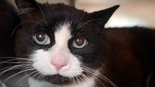 Der Kater namens „Schatzi“ ist wieder bei seiner Besitzerin.