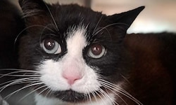 Der Kater namens „Schatzi“ ist wieder bei seiner Besitzerin.