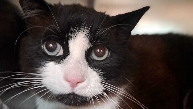 Der Kater namens „Schatzi“ ist wieder bei seiner Besitzerin.